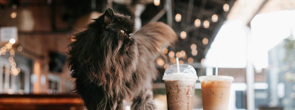 荃灣半Autorun包12隻貓重本裝修總投資額約$600,000具口碑近港鐵站交通方便地方寬敞生財工具齊備備入貨渠道連網站FB及IG位於工廠大廈貓寵物店cafe生意轉讓 生意轉讓荃灣寵物香港創業・頂讓・生意頂讓・頂手・生意買賣・買生意