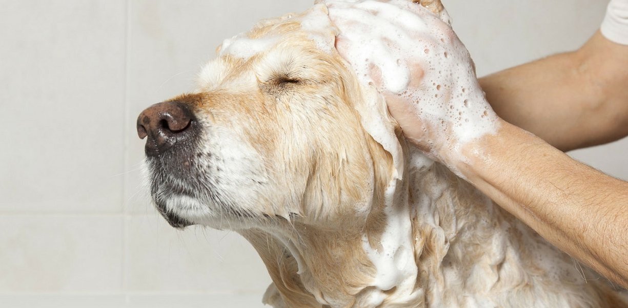生意轉讓元朗寵物香港創業・頂讓・生意頂讓・頂手・生意買賣・買生意