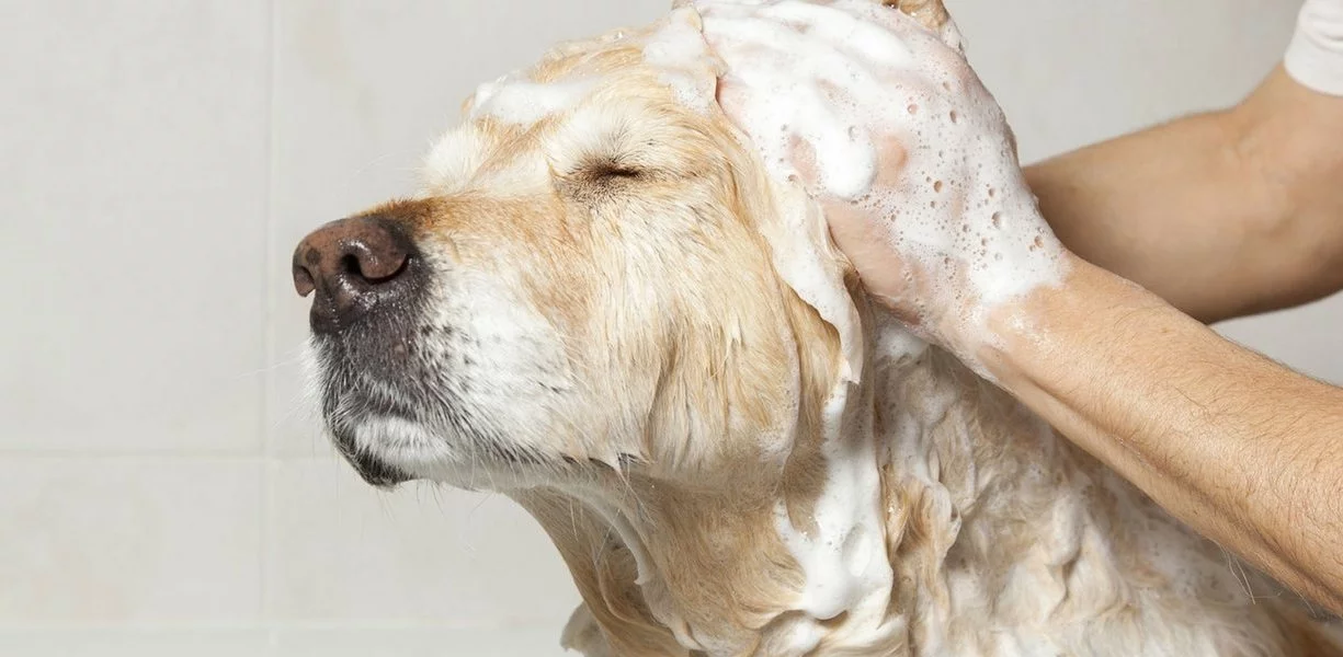 生意轉讓佐敦寵物香港創業・頂讓・生意頂讓・頂手・生意買賣・買生意
