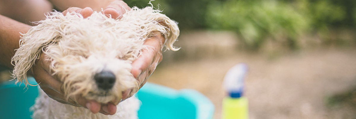 生意轉讓柴灣寵物香港創業・頂讓・生意頂讓・頂手・生意買賣・買生意