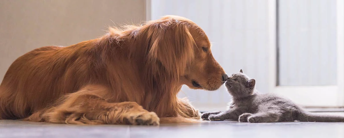 生意轉讓西營盤寵物香港創業・頂讓・生意頂讓・頂手・生意買賣・買生意