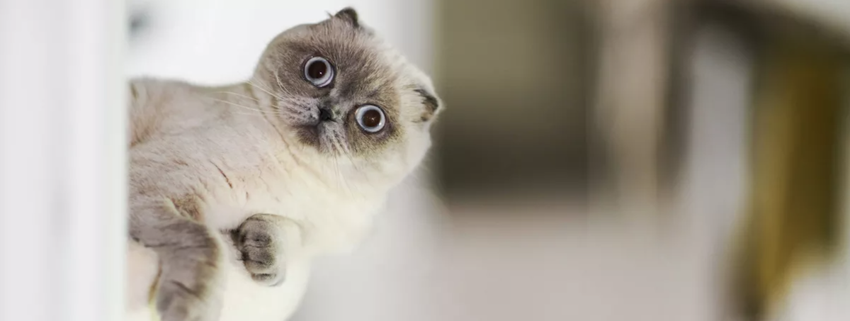 網上Autorun約530客底約400呎大量客底可帶入行備供應商資料連網站FB及IG位於工廠大廈寵物用品批發零售店生意轉讓 生意轉讓網上寵物香港創業・頂讓・生意頂讓・頂手・生意買賣・買生意