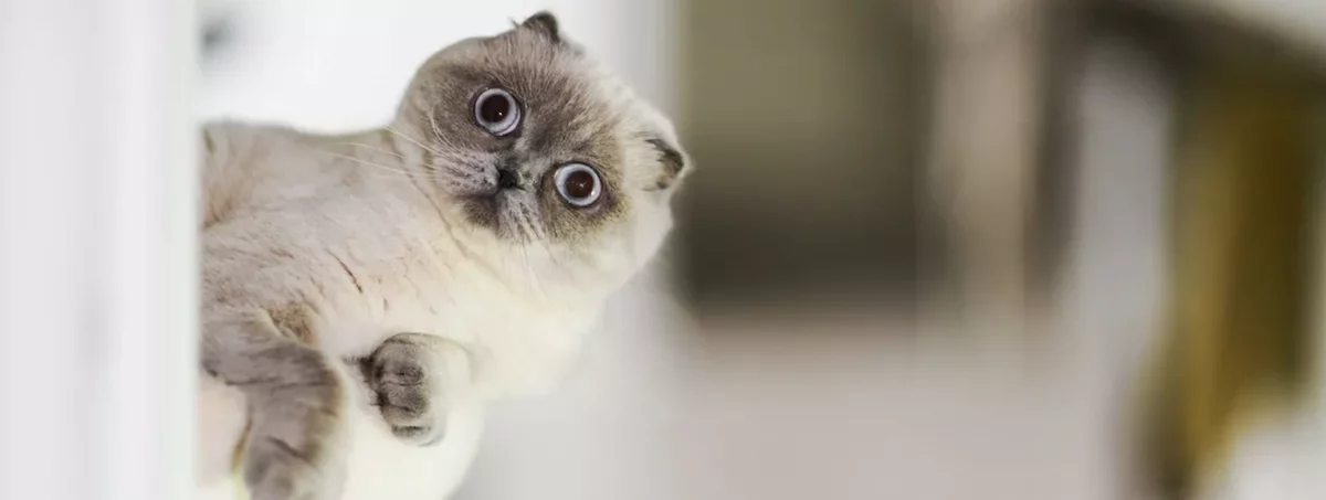 生意轉讓網上寵物香港創業・頂讓・生意頂讓・頂手・生意買賣・買生意