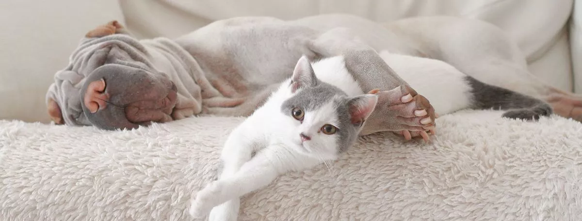 網上具發展潛力小本創業客源廣泛提供貨源可帶入行副業之選零售寵物用品寵物店生意轉讓 生意轉讓網上寵物香港創業・頂讓・生意頂讓・頂手・生意買賣・買生意