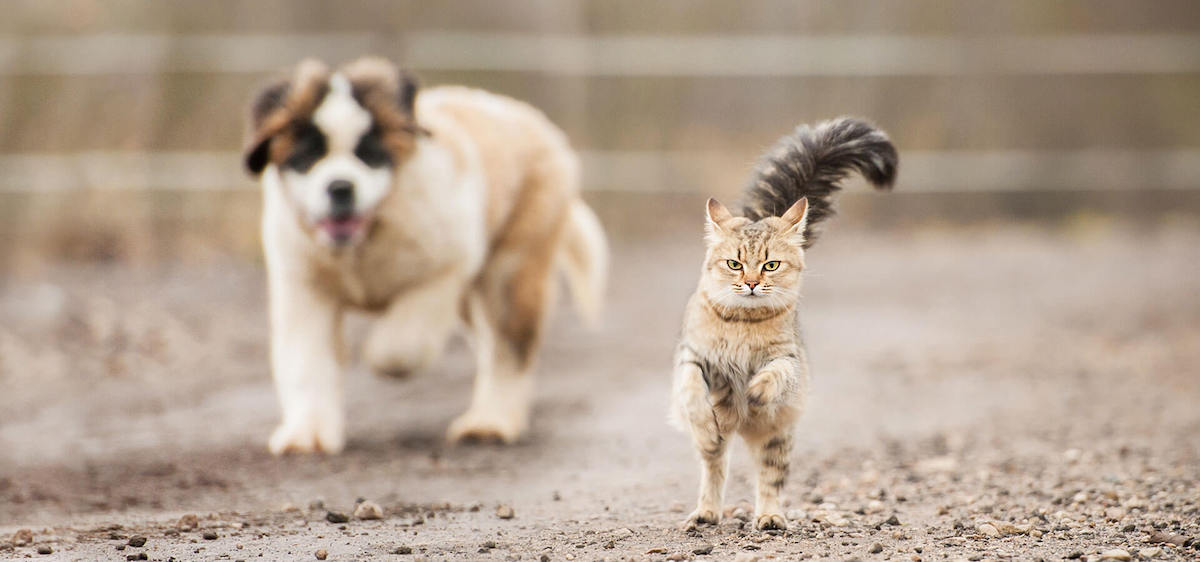 生意轉讓元朗寵物香港創業・頂讓・生意頂讓・頂手・生意買賣・買生意