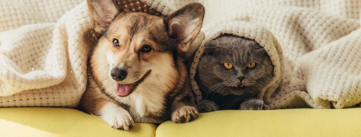 生意轉讓荔枝角寵物香港創業・頂讓・生意頂讓・頂手・生意買賣・買生意