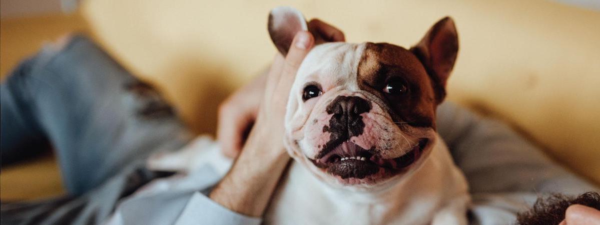 屯門約9個月回本包存貨約$15萬經營約12年歷史約70客底約300呎寵物店連寵物美容生意轉讓 生意轉讓屯門寵物香港創業・頂讓・生意頂讓・頂手・生意買賣・買生意