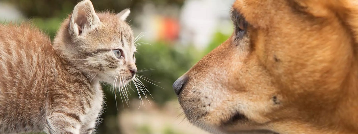 生意轉讓網上網上生意香港創業・頂讓・生意頂讓・頂手・生意買賣・買生意