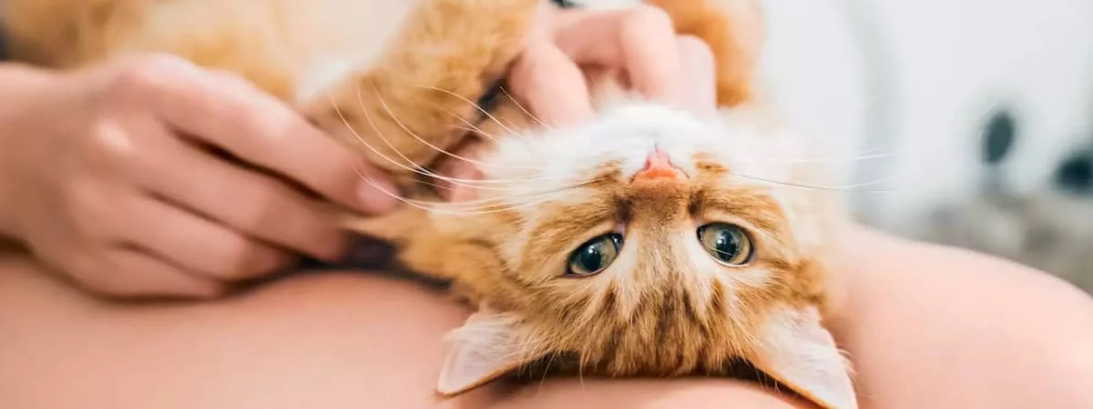 生意轉讓觀塘寵物香港創業・頂讓・生意頂讓・頂手・生意買賣・買生意