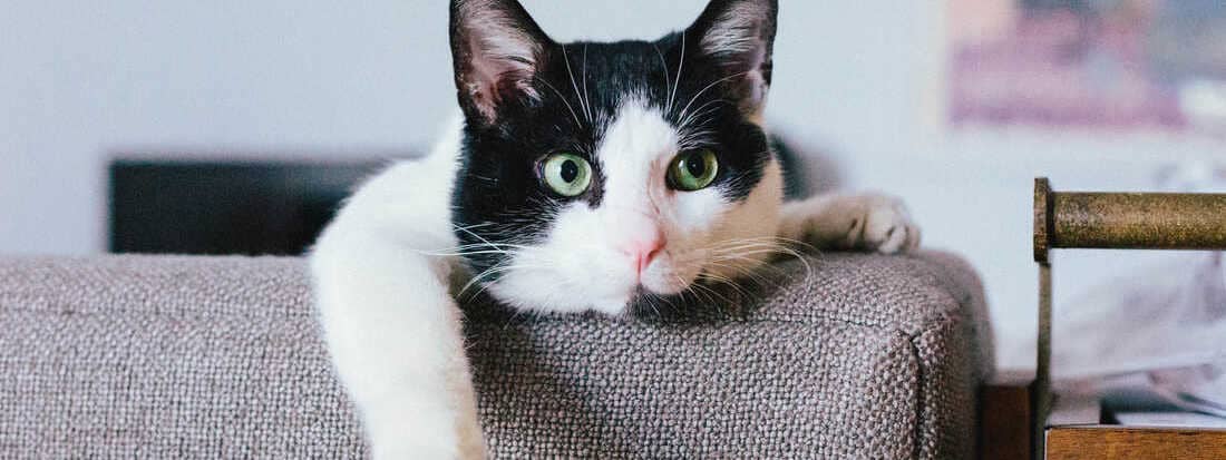 生意轉讓元朗寵物香港創業・頂讓・生意頂讓・頂手・生意買賣・買生意