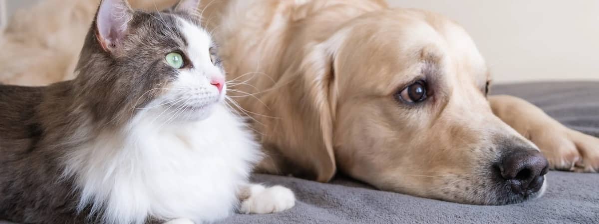 生意轉讓將軍澳寵物香港創業・頂讓・生意頂讓・頂手・生意買賣・買生意
