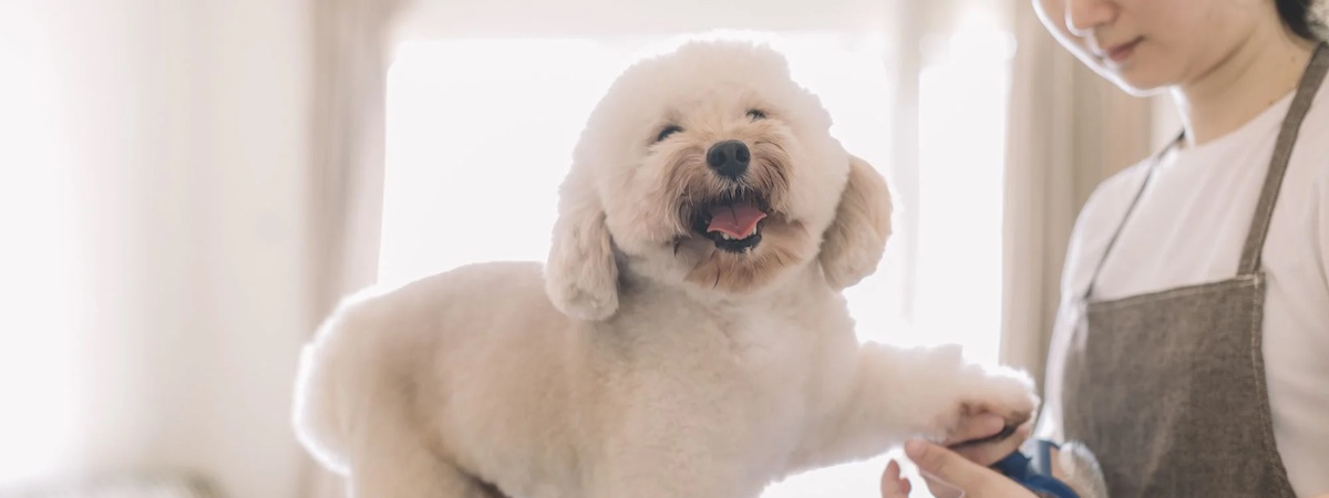 生意轉讓東涌寵物香港創業・頂讓・生意頂讓・頂手・生意買賣・買生意