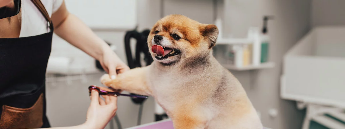 生意轉讓太子寵物香港創業・頂讓・生意頂讓・頂手・生意買賣・買生意