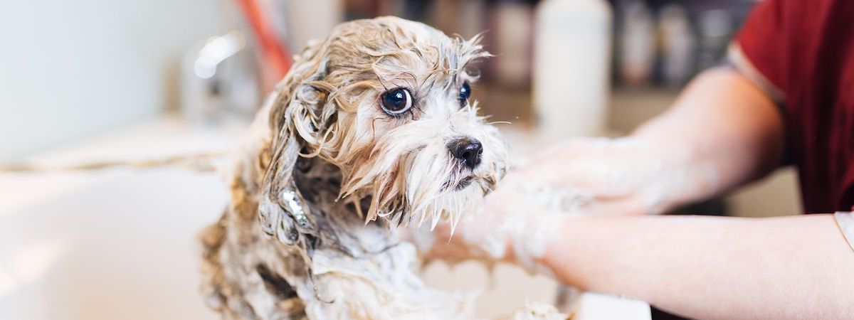 生意轉讓堅尼地城寵物香港創業・頂讓・生意頂讓・頂手・生意買賣・買生意