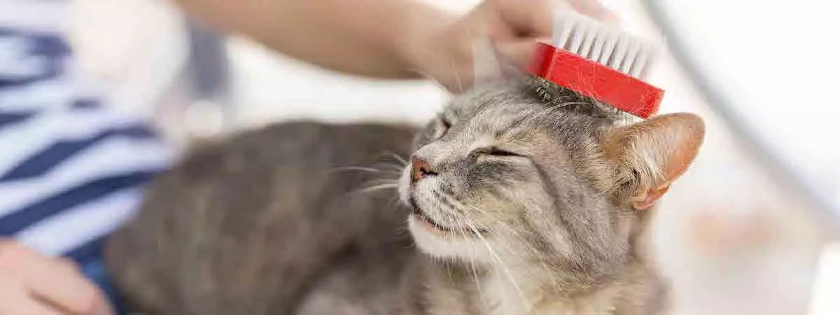 生意轉讓屯門寵物香港創業・頂讓・生意頂讓・頂手・生意買賣・買生意