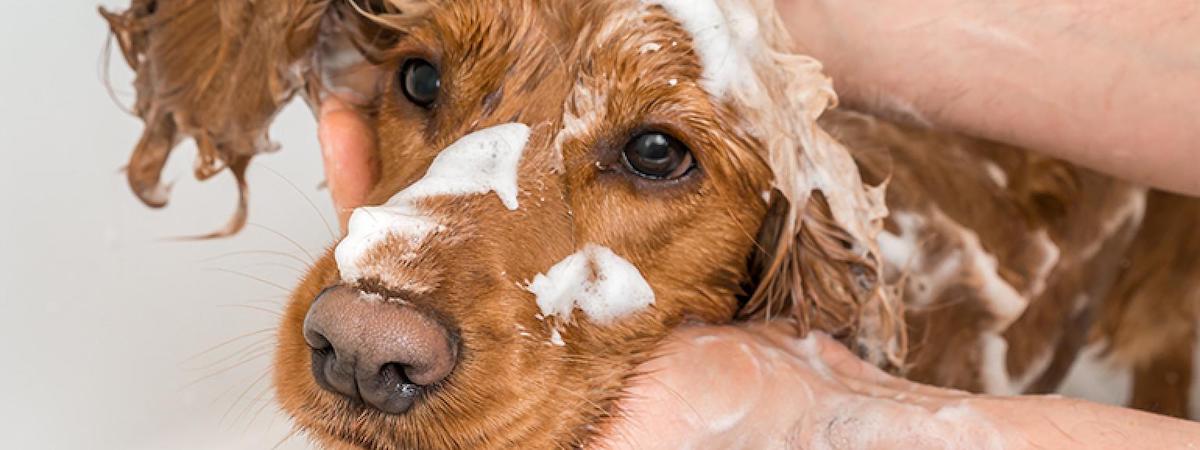 生意轉讓西營盤寵物香港創業・頂讓・生意頂讓・頂手・生意買賣・買生意