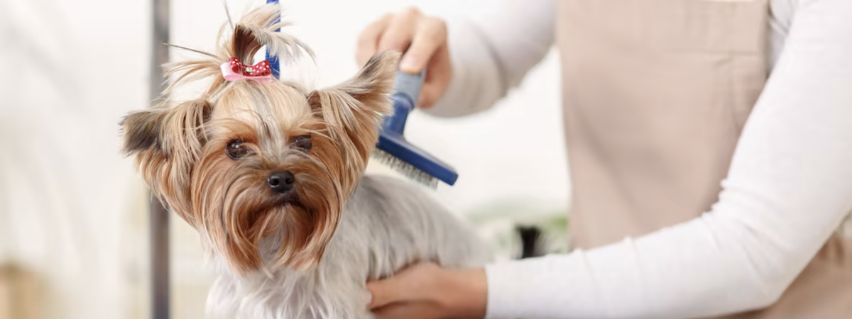 生意轉讓九龍寵物香港創業・頂讓・生意頂讓・頂手・生意買賣・買生意