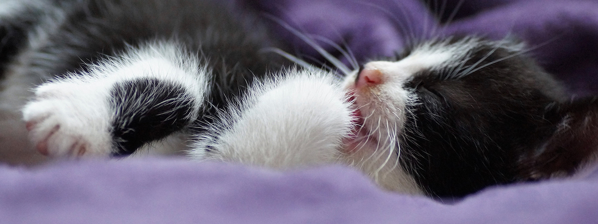 生意轉讓佐敦寵物香港創業・頂讓・生意頂讓・頂手・生意買賣・買生意