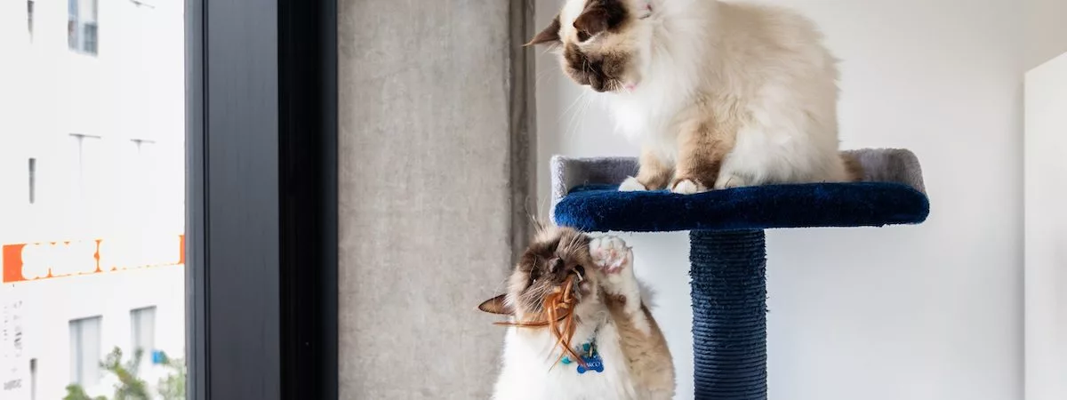 生意轉讓深水埗寵物香港創業・頂讓・生意頂讓・頂手・生意買賣・買生意