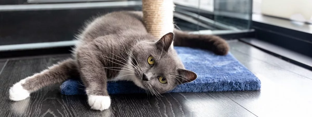 生意轉讓荃灣寵物香港創業・頂讓・生意頂讓・頂手・生意買賣・買生意