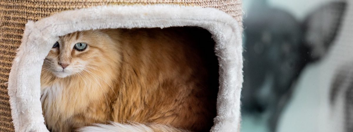 生意轉讓旺角寵物香港創業・頂讓・生意頂讓・頂手・生意買賣・買生意