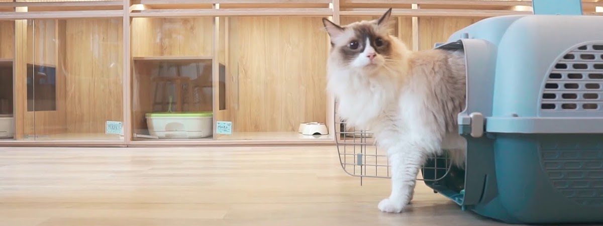 九龍灣具持牌動物寄養所約1,500呎$15呎租總投資額約$500,000交通方便機會難得具防守力租金省卻出牌時間裝修新凈生財工具齊備位於工廠大廈寵物酒店資產頂讓 生意轉讓九龍灣寵物香港創業・頂讓・生意頂讓・頂手・生意買賣・買生意