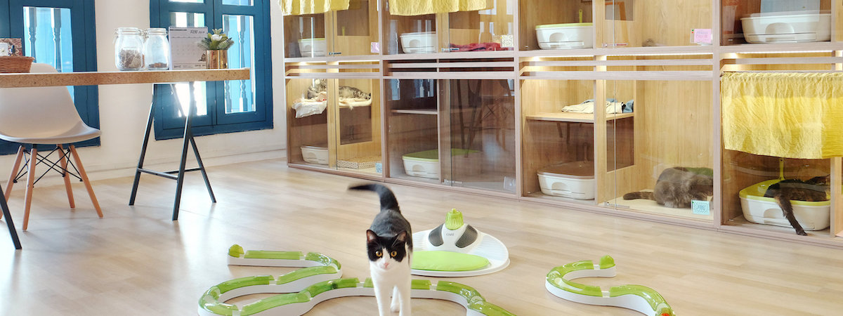 生意轉讓元朗寵物香港創業・頂讓・生意頂讓・頂手・生意買賣・買生意