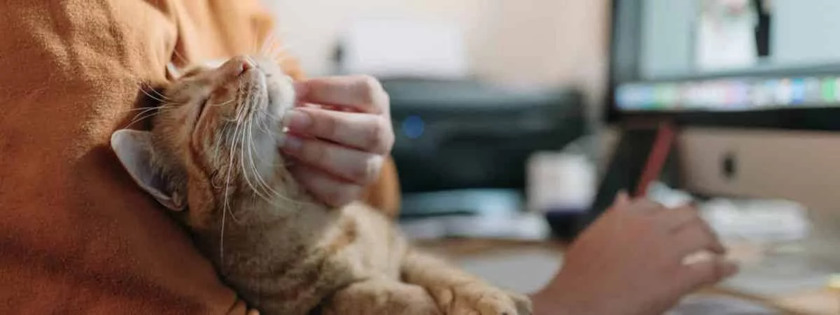 生意轉讓銅鑼灣寵物香港創業・頂讓・生意頂讓・頂手・生意買賣・買生意