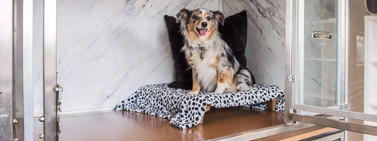 生意轉讓九龍寵物香港創業・頂讓・生意頂讓・頂手・生意買賣・買生意