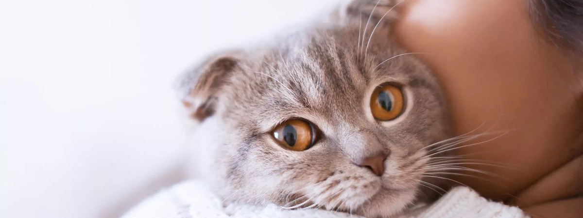 旺角向街櫥窗廣告位大街樓上舖潛力巨大東主親自培訓買賣貓隻連零售連美容可介紹店長寵物店生意轉讓 生意轉讓旺角寵物香港創業・頂讓・生意頂讓・頂手・生意買賣・買生意