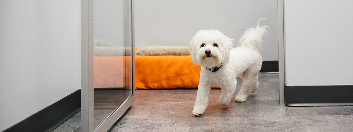 生意轉讓土瓜灣寵物香港創業・頂讓・生意頂讓・頂手・生意買賣・買生意