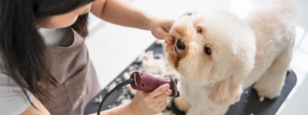 生意轉讓九龍寵物香港創業・頂讓・生意頂讓・頂手・生意買賣・買生意