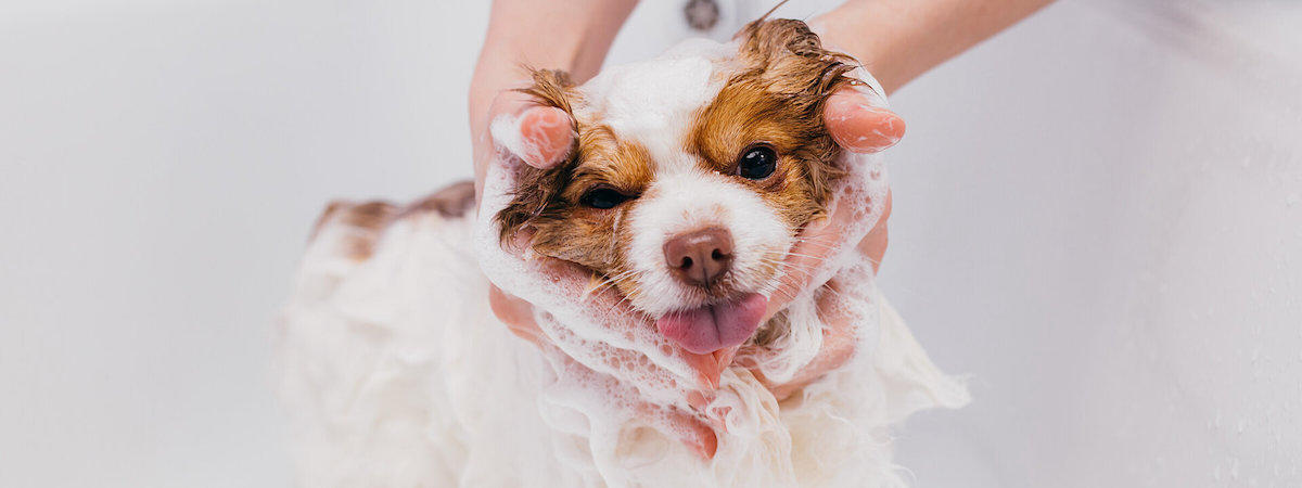 生意轉讓將軍澳寵物香港創業・頂讓・生意頂讓・頂手・生意買賣・買生意
