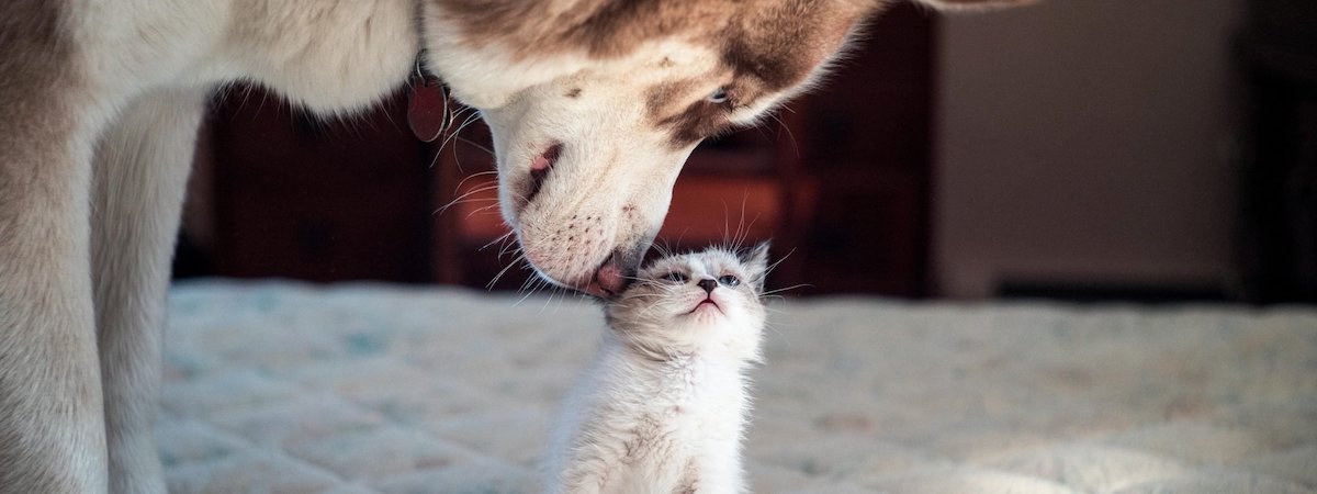生意轉讓旺角寵物香港創業・頂讓・生意頂讓・頂手・生意買賣・買生意