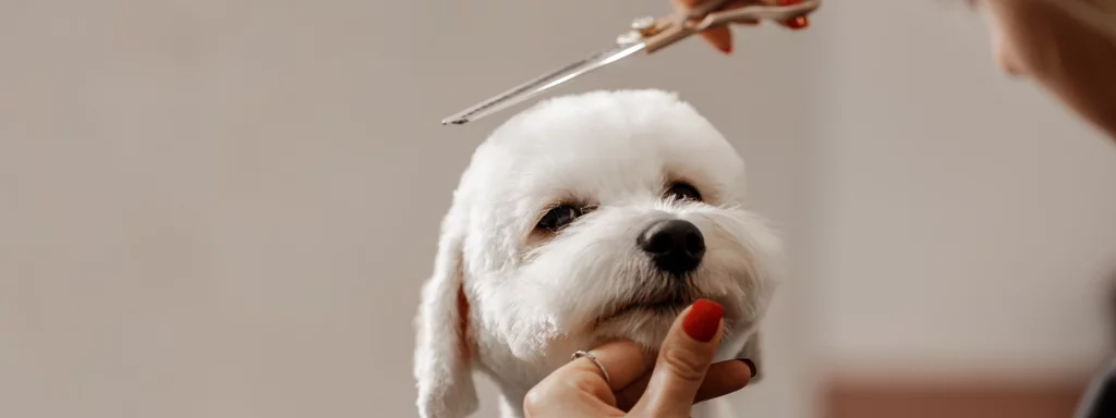 生意轉讓尖沙咀寵物香港創業・頂讓・生意頂讓・頂手・生意買賣・買生意