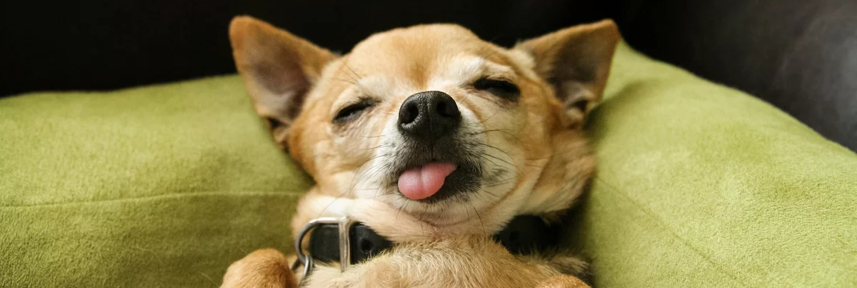 生意轉讓西營盤寵物香港創業・頂讓・生意頂讓・頂手・生意買賣・買生意