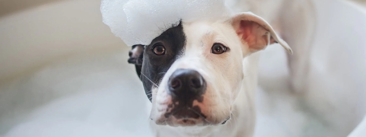 生意轉讓葵涌寵物香港創業・頂讓・生意頂讓・頂手・生意買賣・買生意