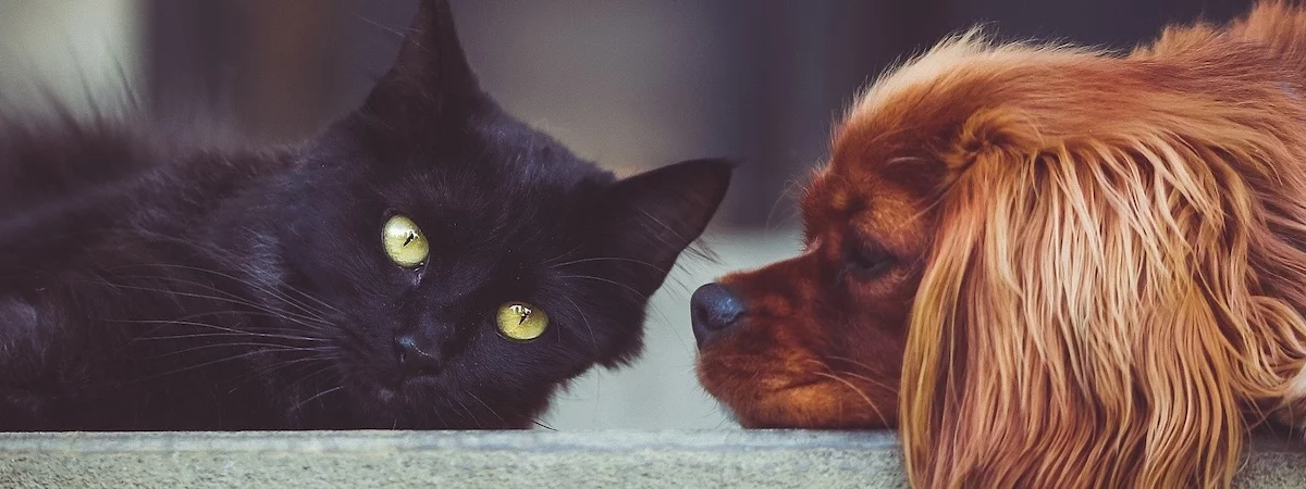 銅鑼灣成立約8年連200-300客底設2房約750呎位於樓上舖寵物用品及寵物美容店生意轉讓 生意轉讓銅鑼灣寵物香港創業・頂讓・生意頂讓・頂手・生意買賣・買生意