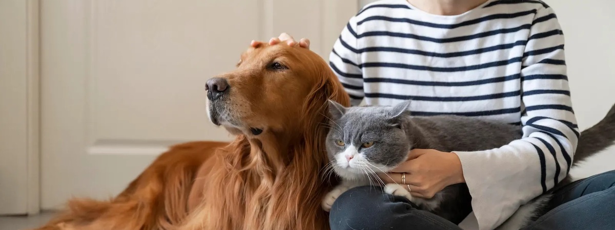 生意轉讓大角咀寵物香港創業・頂讓・生意頂讓・頂手・生意買賣・買生意