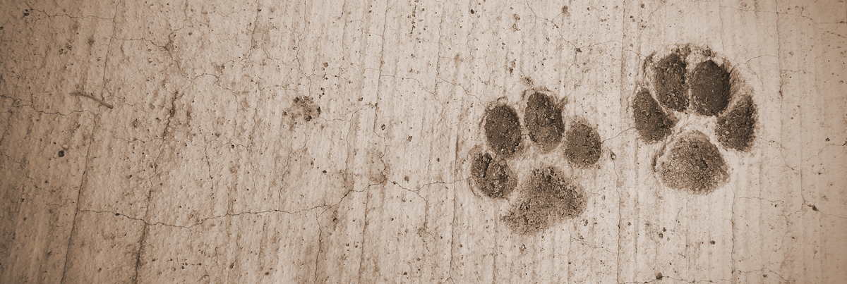生意轉讓網上寵物香港創業・頂讓・生意頂讓・頂手・生意買賣・買生意