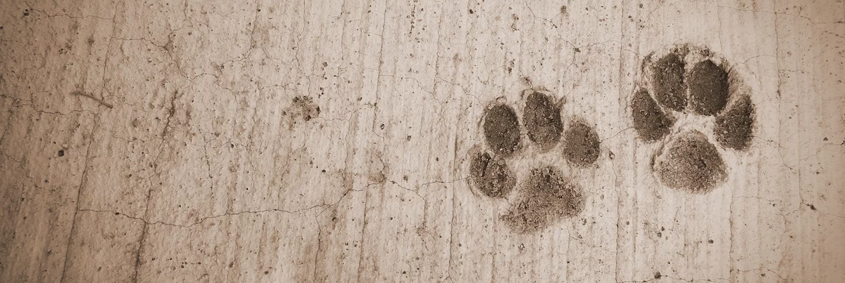 生意轉讓網上寵物香港創業・頂讓・生意頂讓・頂手・生意買賣・買生意