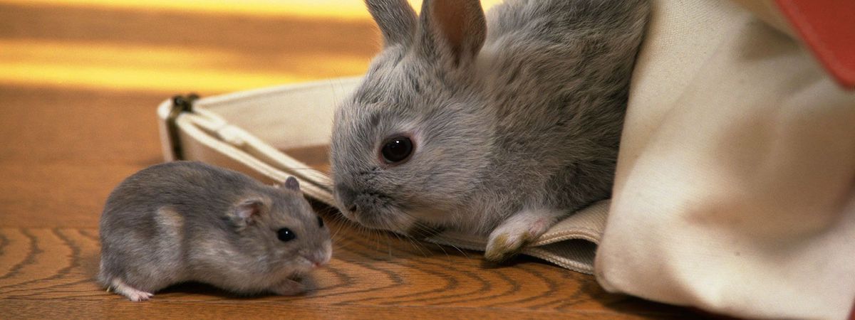 網上可Autorun利潤可達$79,800約1,300客底口碑極佳長期盈利彈性參與時間可帶入行備入貨渠道連網站FB及IG罕見放盤小寵物產品零售店生意轉讓 生意轉讓網上網上生意香港創業・頂讓・生意頂讓・頂手・生意買賣・買生意