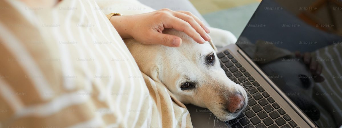 網上利潤可達$97,500連存貨約$60萬網上寵物用品店生意轉讓 生意轉讓網上網上生意香港創業・頂讓・生意頂讓・頂手・生意買賣・買生意