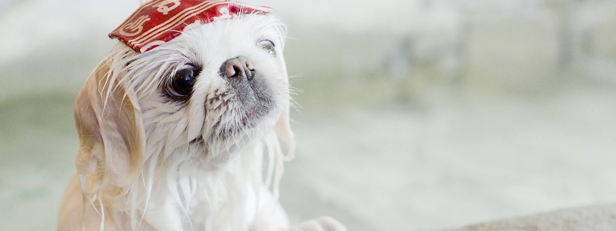 太子利潤可達$245,135成立約7年約700呎具口碑具標誌性黃金地段人流暢旺豐厚盈利已上軌道競爭力強租金相宜即頂即做客路廣備入貨渠道連網站FB及IG位於樓上舖寵物店連寵物美容生意轉讓 生意轉讓太子寵物香港創業・頂讓・生意頂讓・頂手・生意買賣・買生意