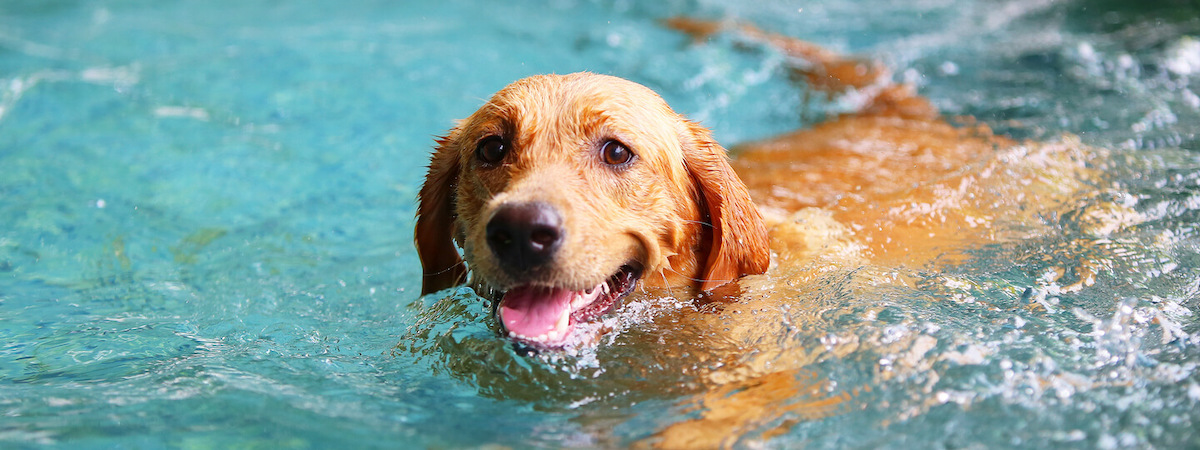 新界半Autorun連存貨約$50,000約150客底約900呎具有獨立泳池總投資額約$1,200,000位於地舖寵物店連寵物美容生意轉讓 生意轉讓新界寵物香港創業・頂讓・生意頂讓・頂手・生意買賣・買生意