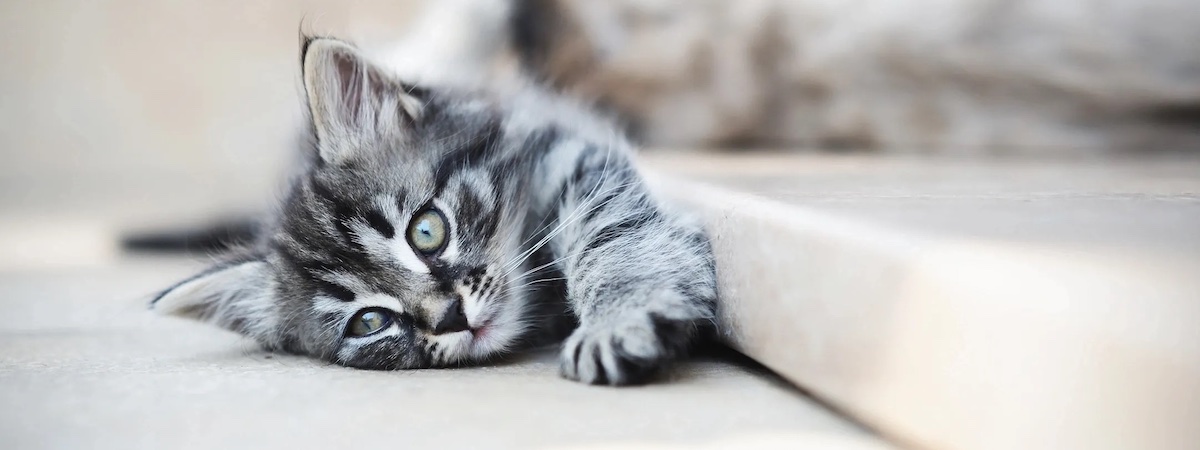 生意轉讓旺角寵物香港創業・頂讓・生意頂讓・頂手・生意買賣・買生意