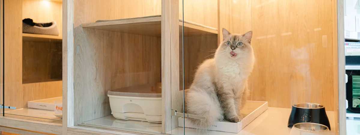 新蒲崗具名氣口碑極佳約2,000呎$10呎租具防守力租金地方寬敞生財工具齊備連網站FB及IG位於工廠大廈寵物酒店生意轉讓 生意轉讓新蒲崗寵物香港創業・頂讓・生意頂讓・頂手・生意買賣・買生意