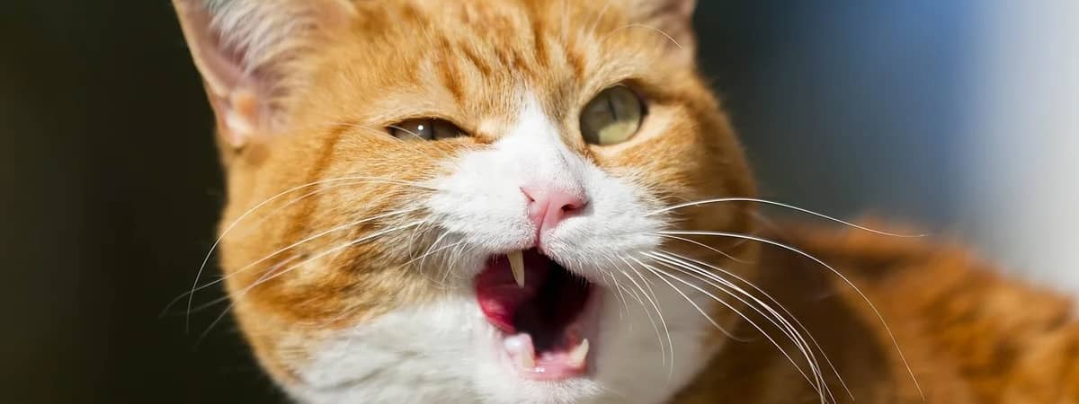 生意轉讓九龍城寵物香港創業・頂讓・生意頂讓・頂手・生意買賣・買生意