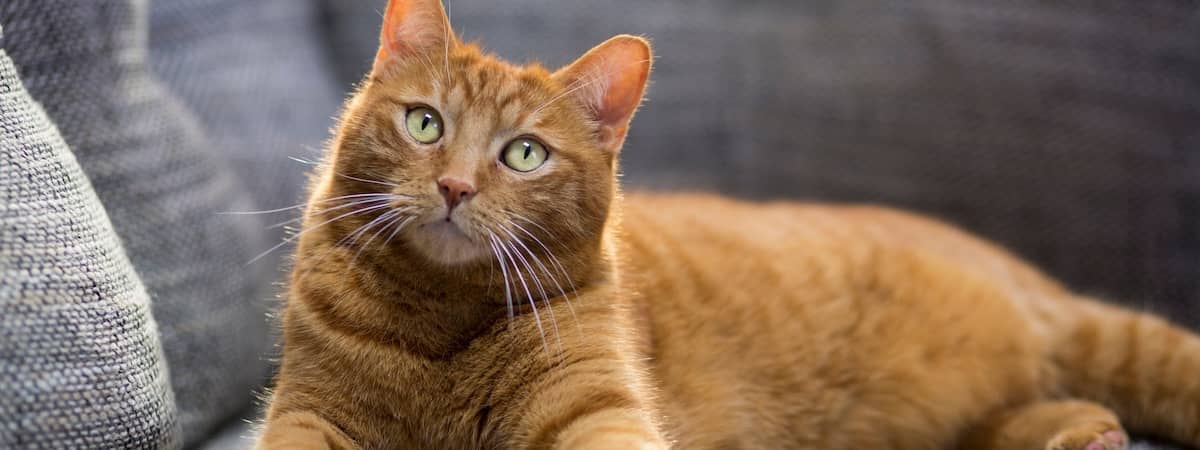 生意轉讓北角寵物香港創業・頂讓・生意頂讓・頂手・生意買賣・買生意