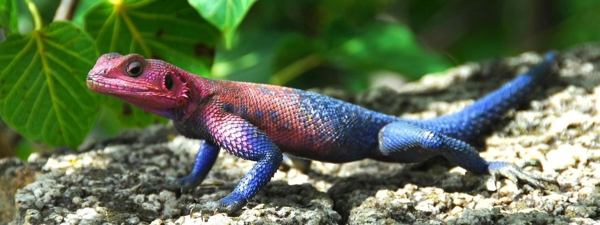 太子經營5年大量熟客行業獨大大量愛好者各種爬蟲零售繁殖連FB, IG, follower共約一萬多寵物店生意頂讓 生意轉讓太子寵物香港創業・頂讓・生意頂讓・頂手・生意買賣・買生意